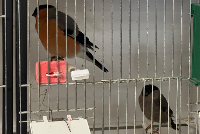 noorse goudvink koppel man 2023 pop 2025