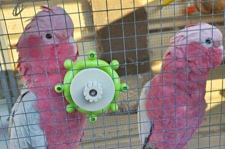 1.1 eolophus roseicapilla (galah cockatoos) for sale