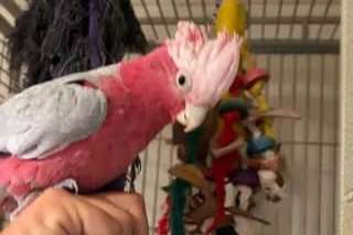 1.1 eolophus roseicapilla (galah cockatoos) for sale