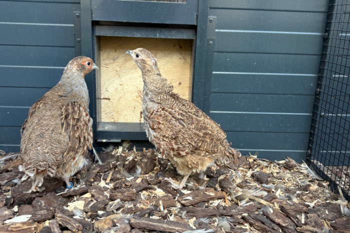 2 koppels europese patrijzen