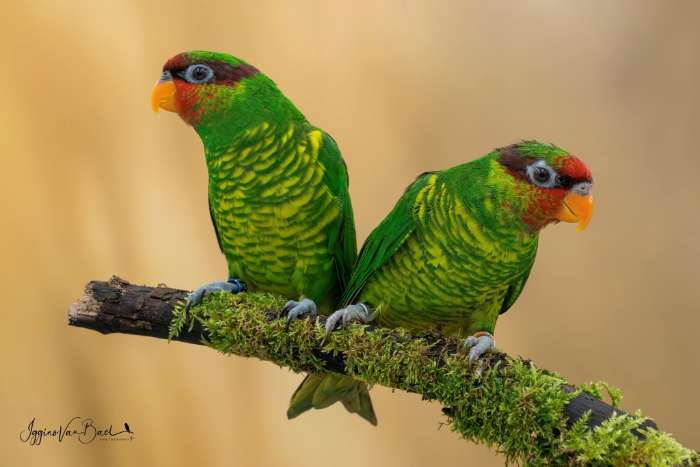 mount apu loris - johnstoniae