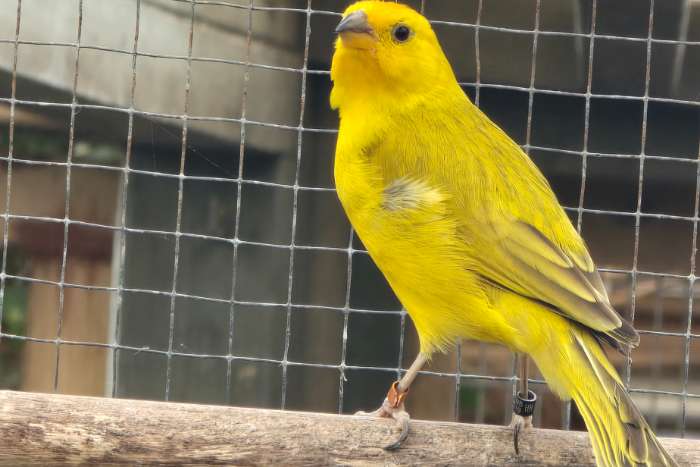 1-0 saffraanvink groot (sicalis flaveola)
