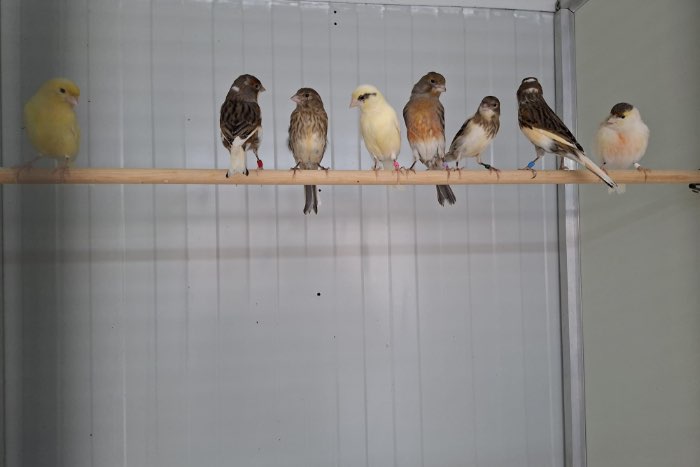 harlekijn kanaries te koop