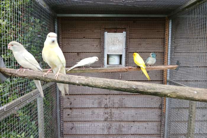 diverse kakariki's