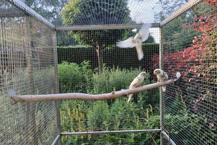 diverse kakariki's