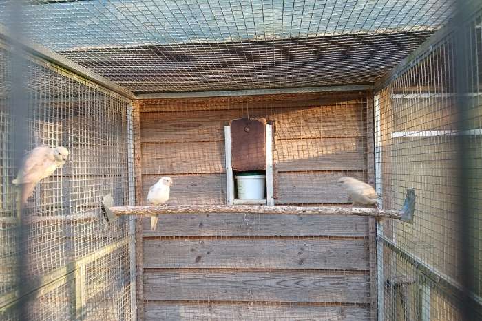 diverse kakariki's