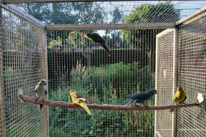 diverse kakariki's