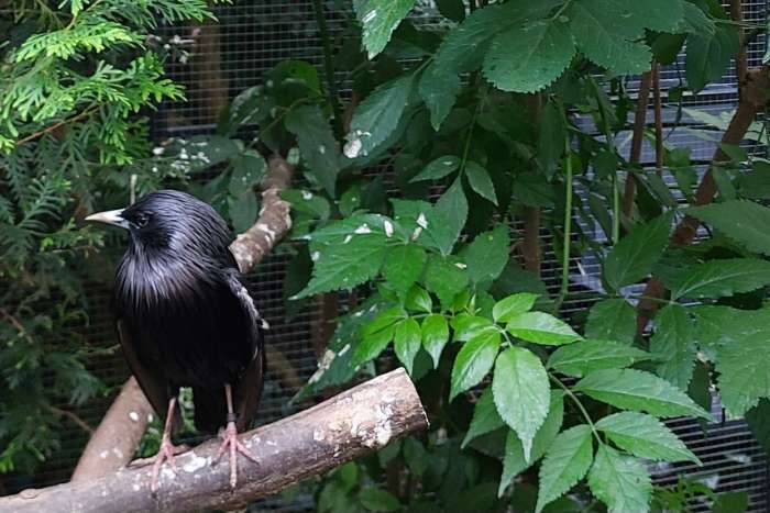 2x zwarte spreeuw sturnus unicolor
