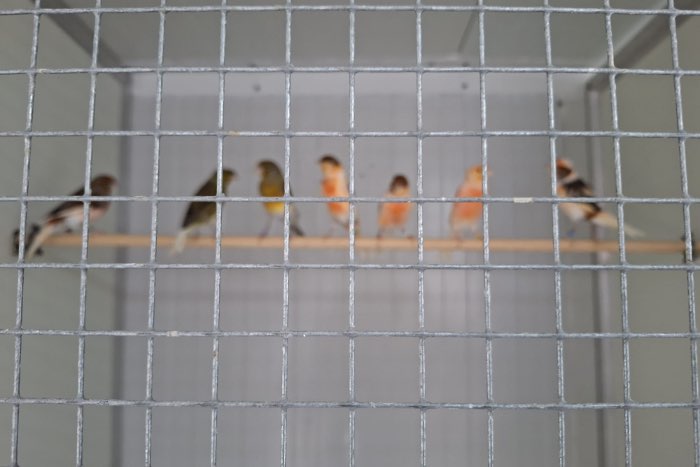 harlekijn kanaries te koop