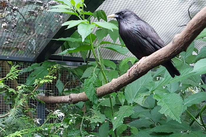 2x zwarte spreeuw sturnus unicolor