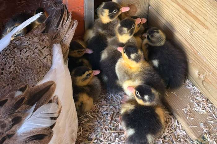 indische loopeendbaby's