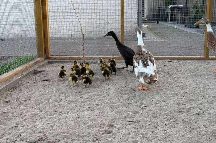 indische loopeendbaby's