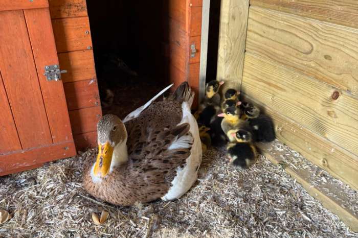 indische loopeendbaby's