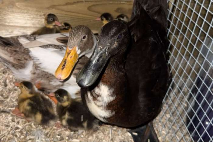 indische loopeendbaby's