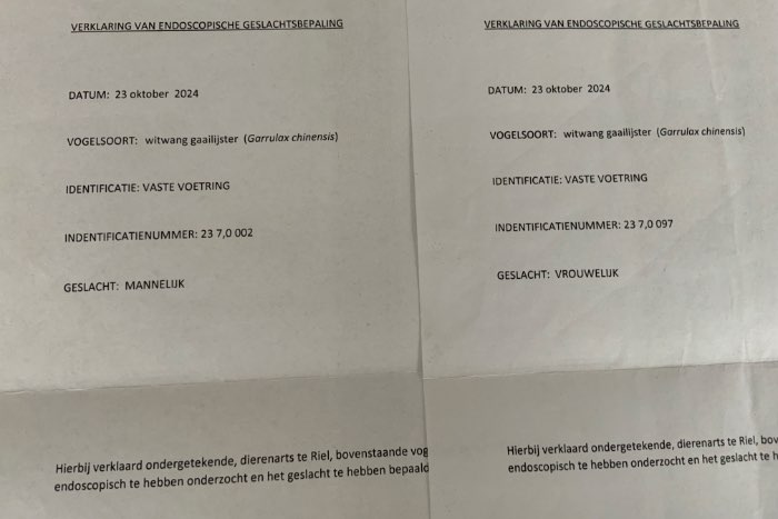 witwang gaailijster koppel