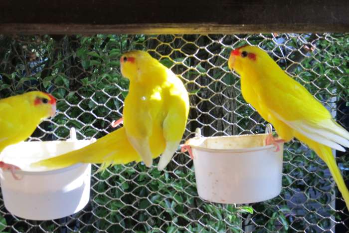 gele kakariki's
