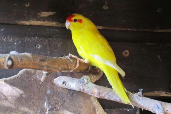 gele kakariki's