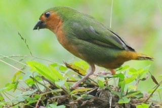4-3 bamboe papegaaiamadine (erytrhura hyperythra)