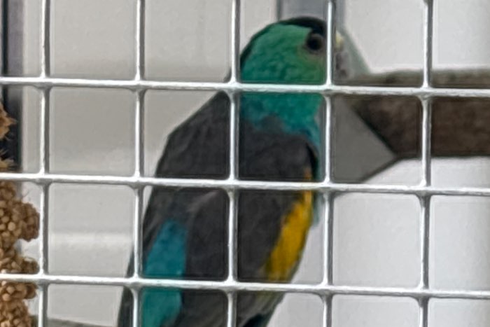 goudschouder pop
