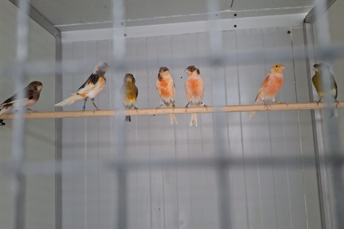 harlekijn kanaries te koop
