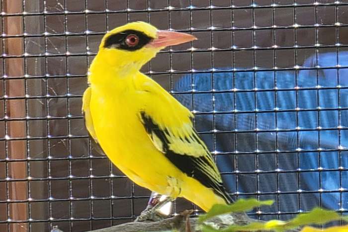 1,1 oriolus auratus