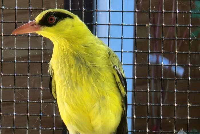 1,1 oriolus auratus
