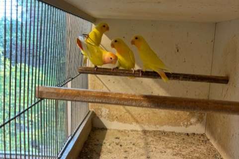 lutino roseicollies