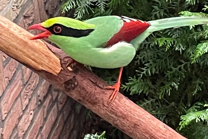 geelbuik en groene kitta