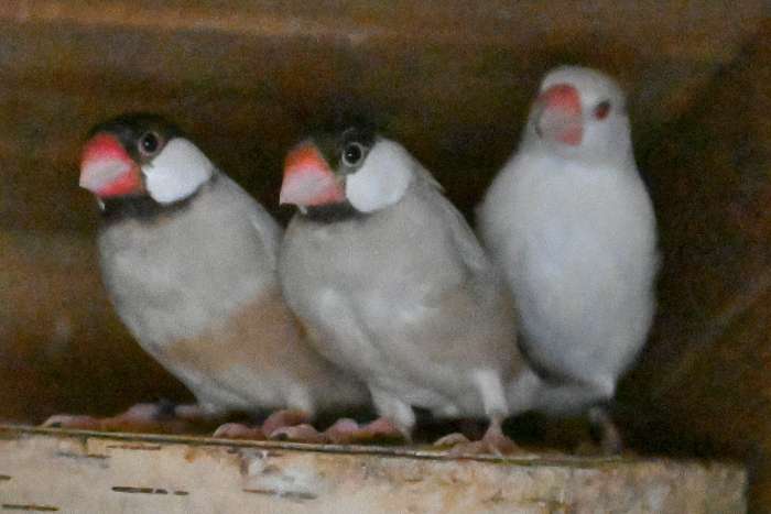 rijstvogel