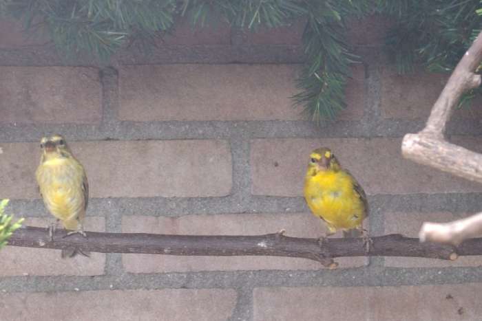 dikbekcini serinus sulphuratus sharpii