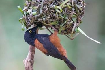 5-4 fluweelwever (ploceus nigerrimus)