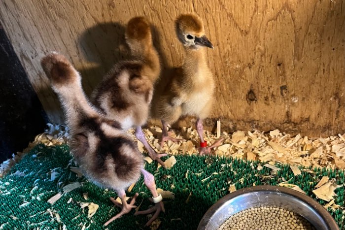 kuikens grijze kroonkraanvogels