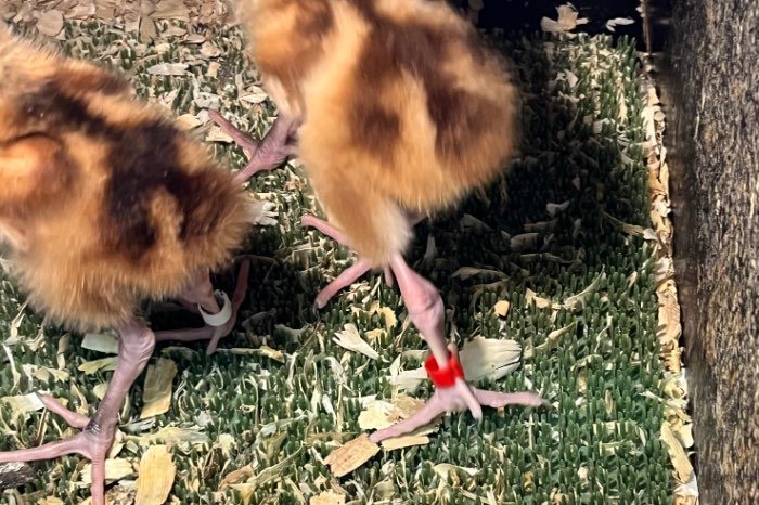 kuikens grijze kroonkraanvogels