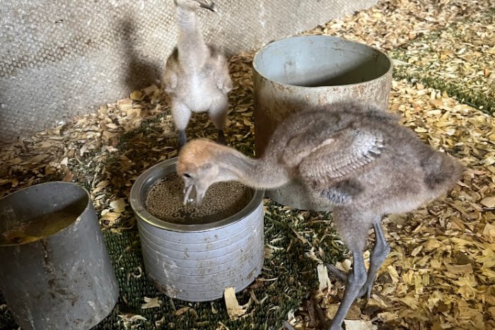juffer kraanvogels