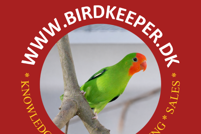 orangeköpfchen (agapornis p. pullarius)