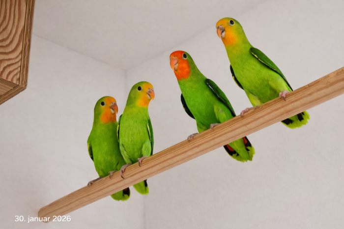 orangeköpfchen (agapornis p. pullarius)