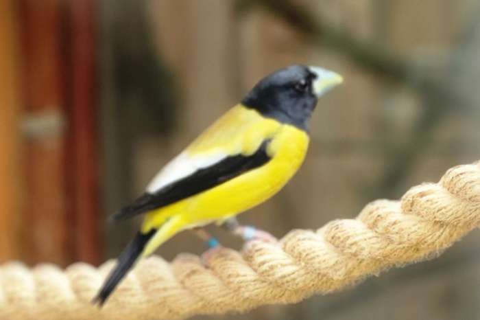 abeillekernbeißer (hesperiphona abeillei)