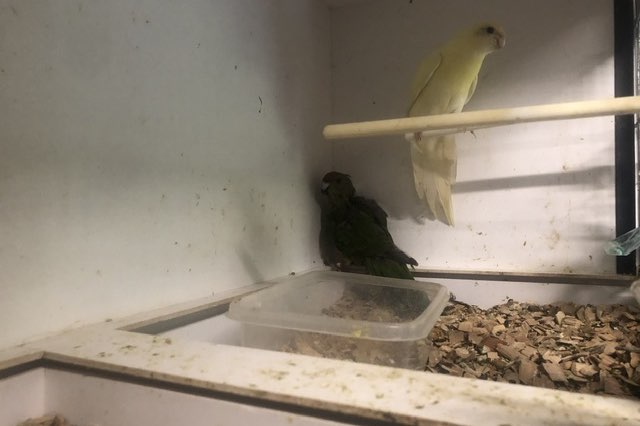 koppel kakariki crème x groen