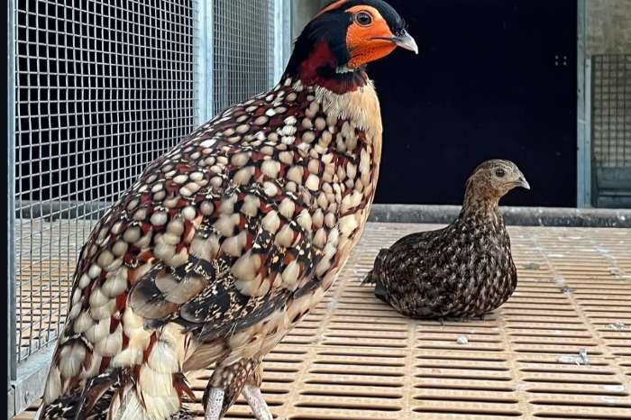 tragopan caboti