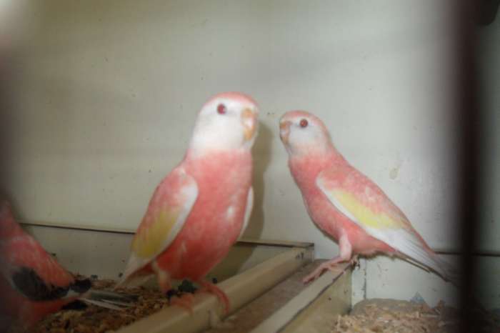 bourks parkietjes