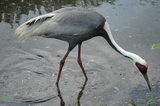 recherche 0/1 grue vipio