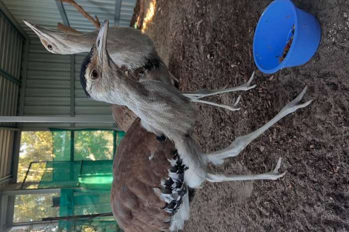 kori bustards