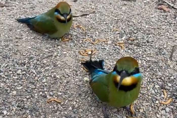 rainbow bee-eaters