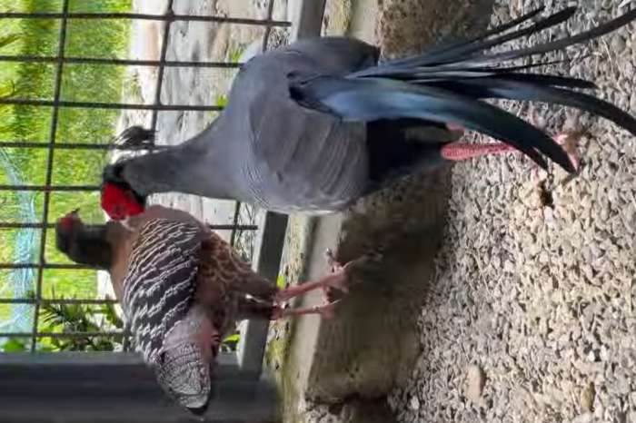 siamese fireback