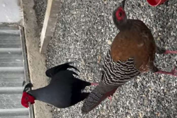 siamese fireback