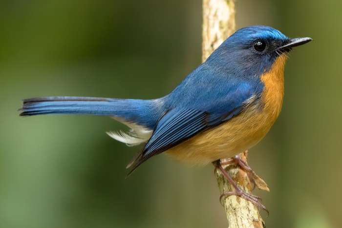 flycatcher