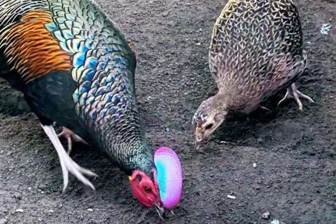 groen kamhoen-green junglefowls - gallus varius