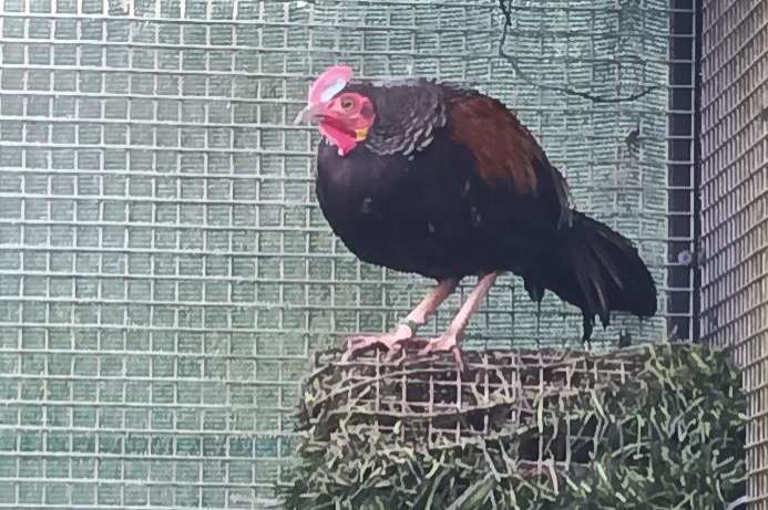 groen kamhoen-green junglefowls - gallus varius