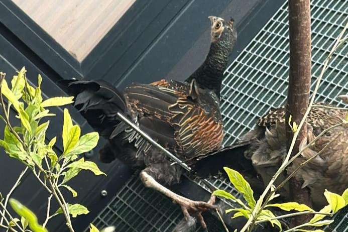 groen kamhoen-green junglefowls - gallus varius