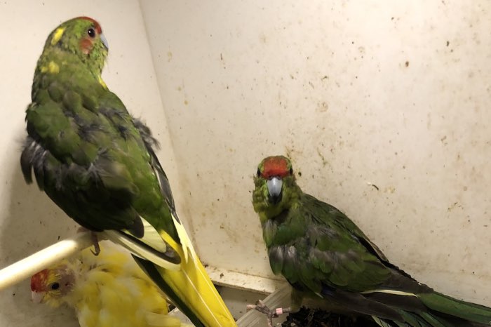 3 kakariki voor de prijs van 1